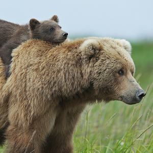 Fundraising Page: Dana Kamer